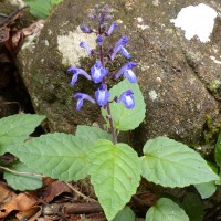 Scutellaria violacea var. violacea Heyne ex Benth.